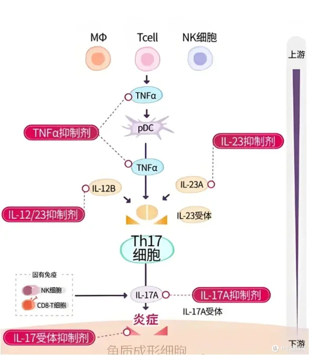 战胜银屑病，25年诺贝尔医学奖与本维莫德在免疫调节上方向一致！