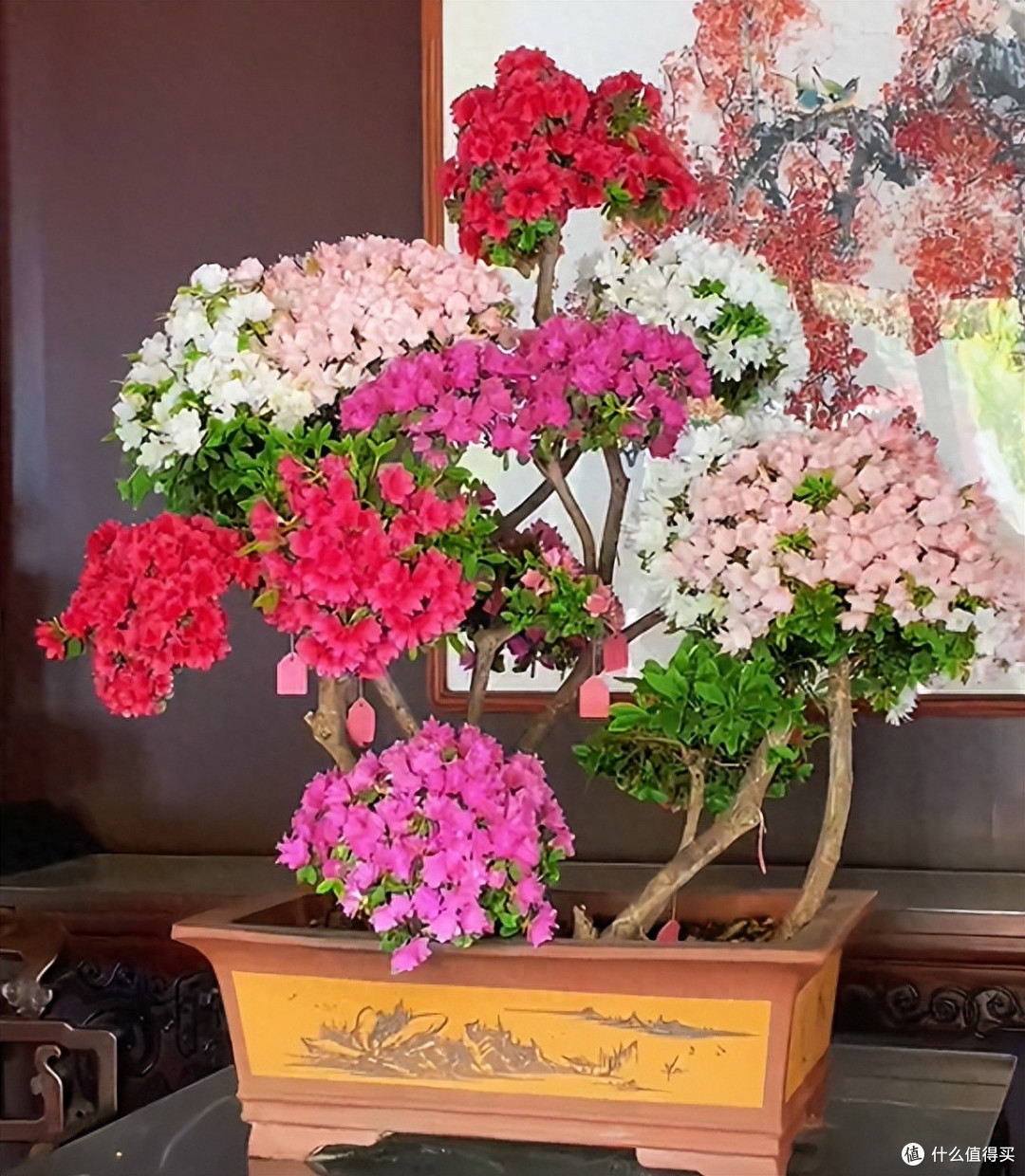 浙江的“杜鹃爷爷”火了,一盆杜鹃开出7种花色,年销售额近千万~