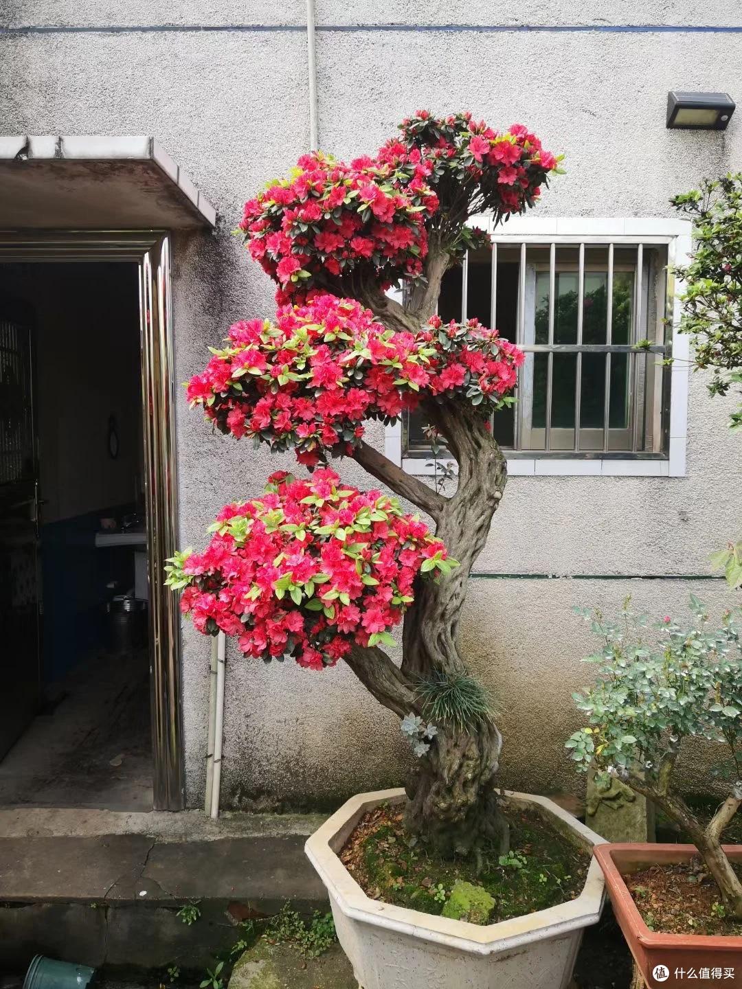 浙江的“杜鹃爷爷”火了,一盆杜鹃开出7种花色,年销售额近千万~