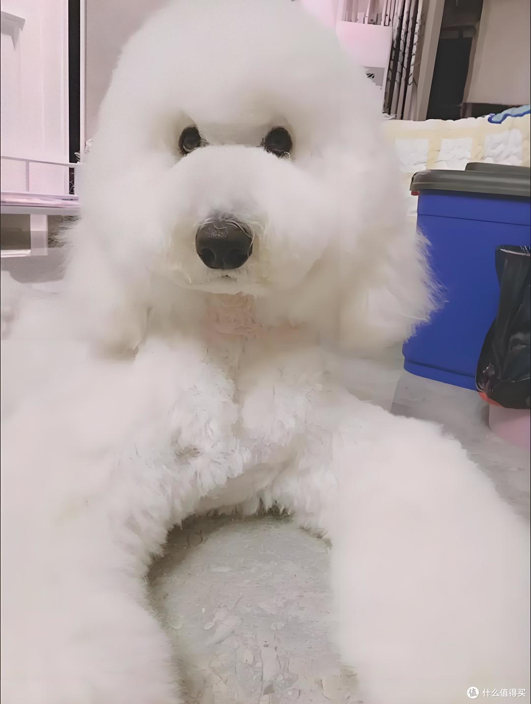双十一囤粮不盲目！这几款去泪痕狗粮口碑好，狗狗吃得香颜值高