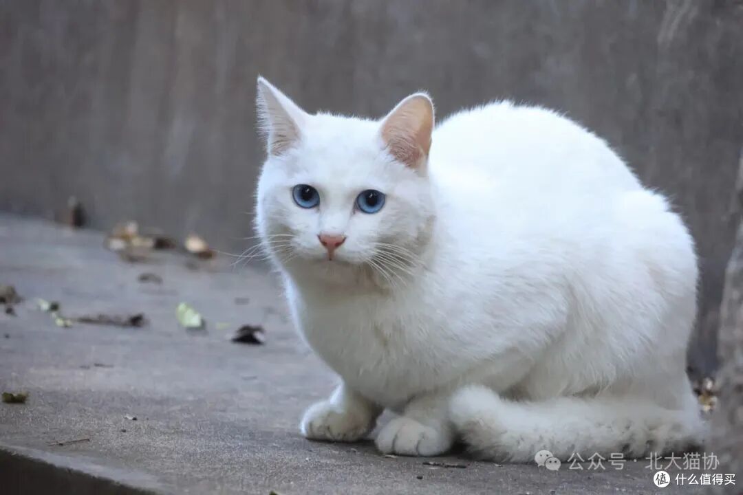 燕园的豆奶