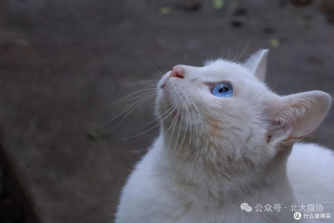 燕园的豆奶