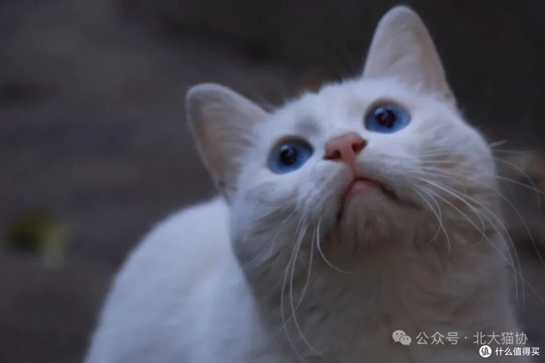 燕园的豆奶