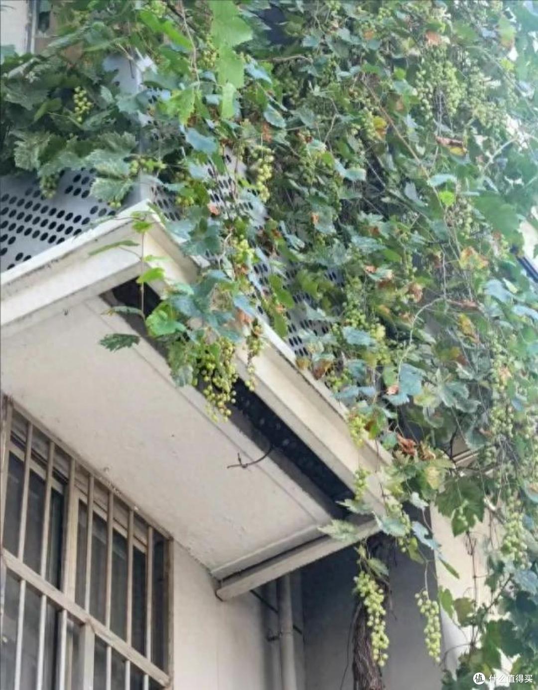 爷爷栽35年的葡萄树“成了精”,全楼实现葡萄自由:爷爷有大爱!