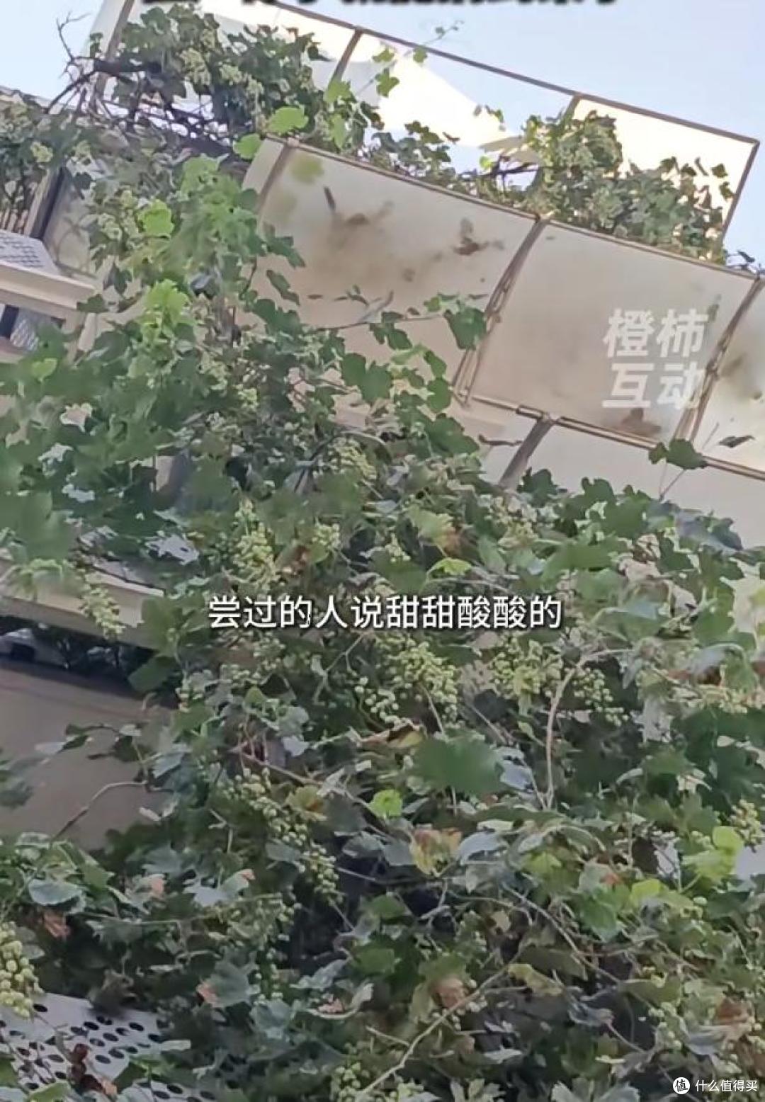 爷爷栽35年的葡萄树“成了精”,全楼实现葡萄自由:爷爷有大爱!