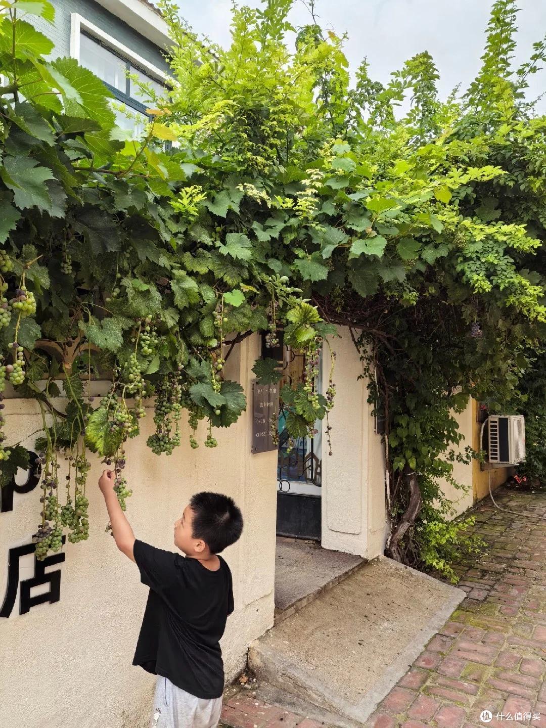 爷爷栽35年的葡萄树“成了精”,全楼实现葡萄自由:爷爷有大爱!