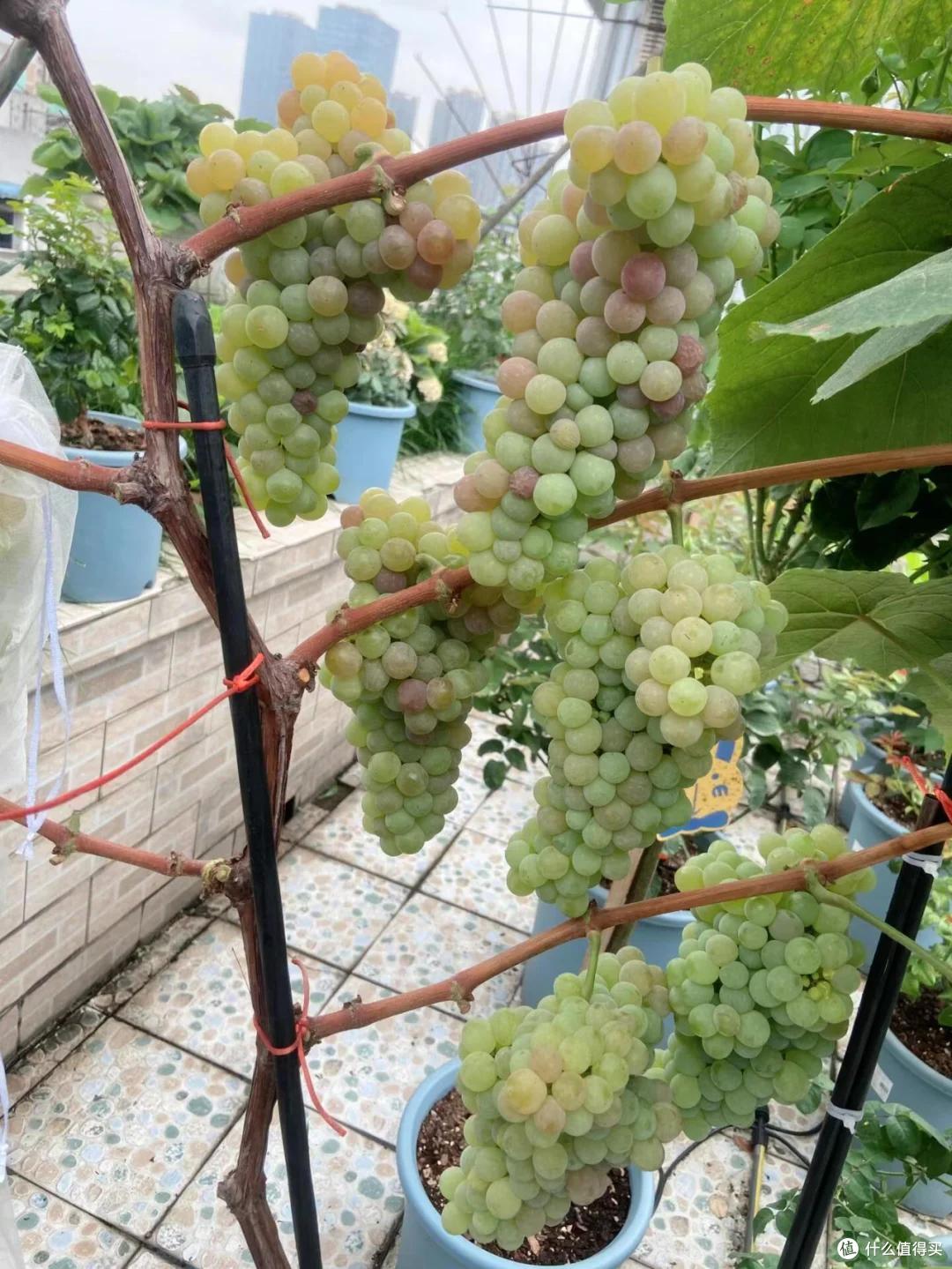 爷爷栽35年的葡萄树“成了精”,全楼实现葡萄自由:爷爷有大爱!