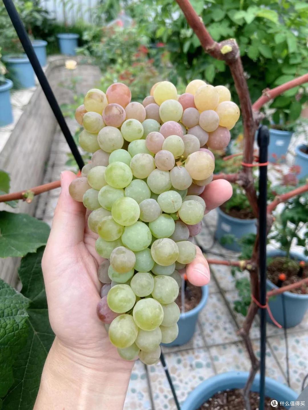 爷爷栽35年的葡萄树“成了精”,全楼实现葡萄自由:爷爷有大爱!