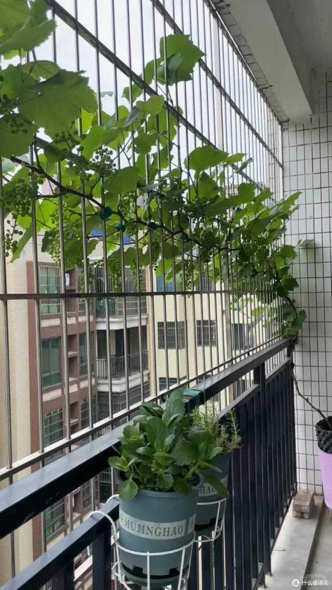爷爷栽35年的葡萄树“成了精”,全楼实现葡萄自由:爷爷有大爱!
