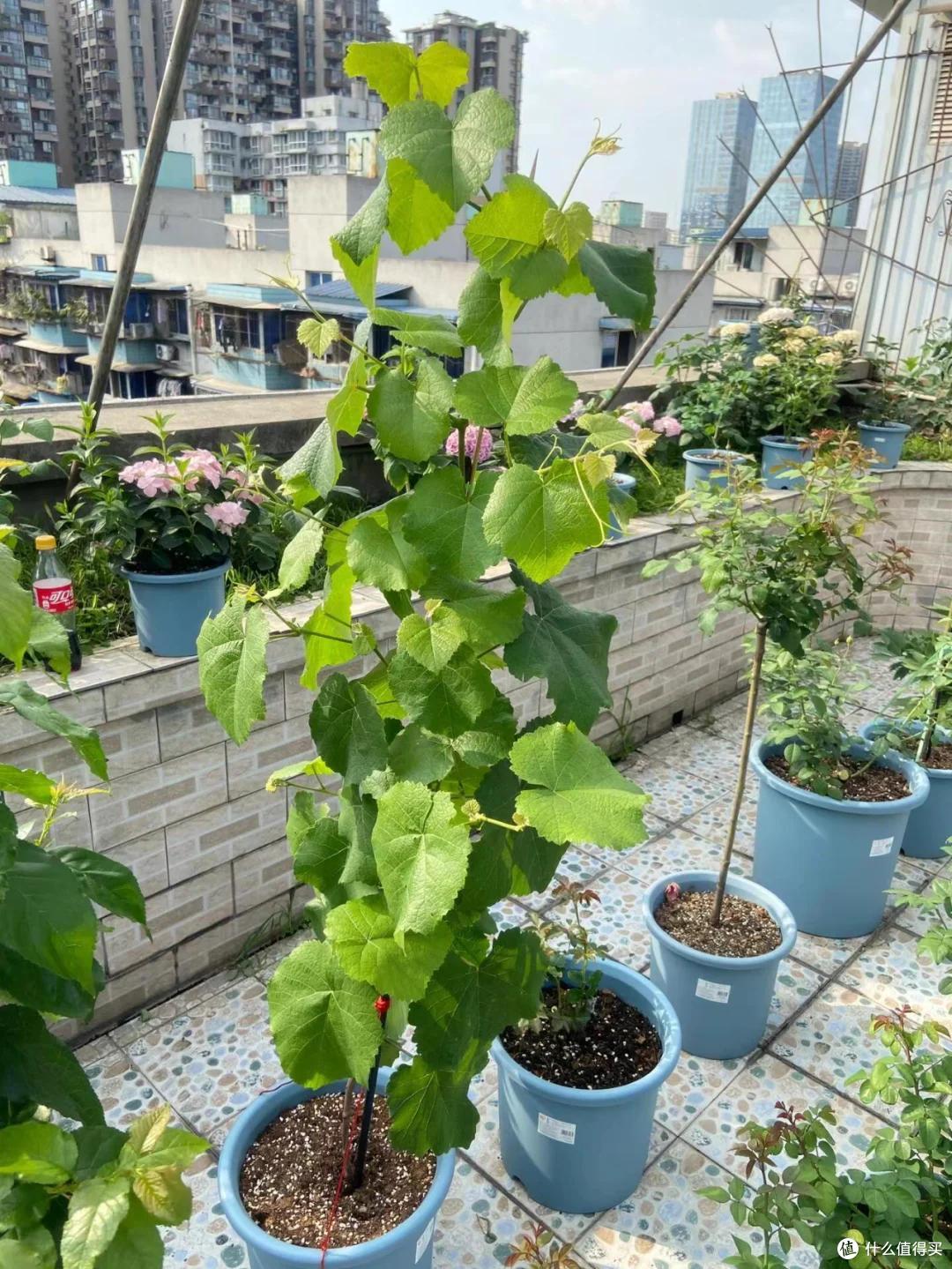 爷爷栽35年的葡萄树“成了精”,全楼实现葡萄自由:爷爷有大爱!