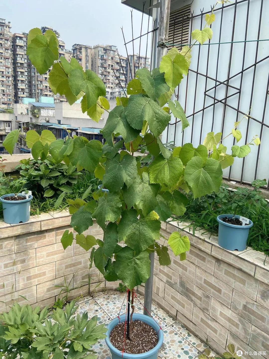 爷爷栽35年的葡萄树“成了精”,全楼实现葡萄自由:爷爷有大爱!