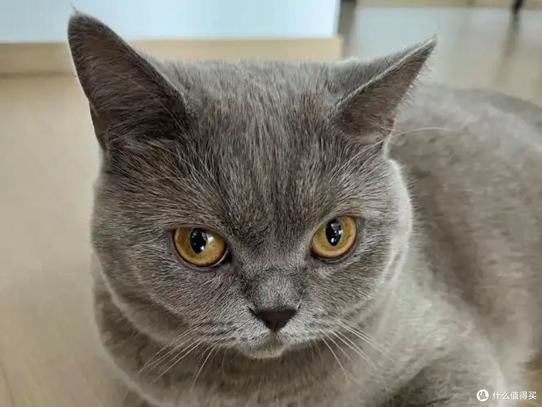 猫咪呕吐、吐黄水怎么办？