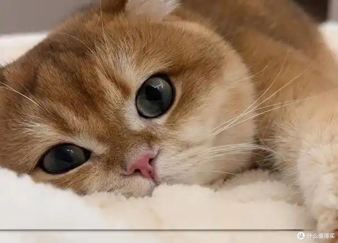 猫咪呕吐、吐黄水怎么办？