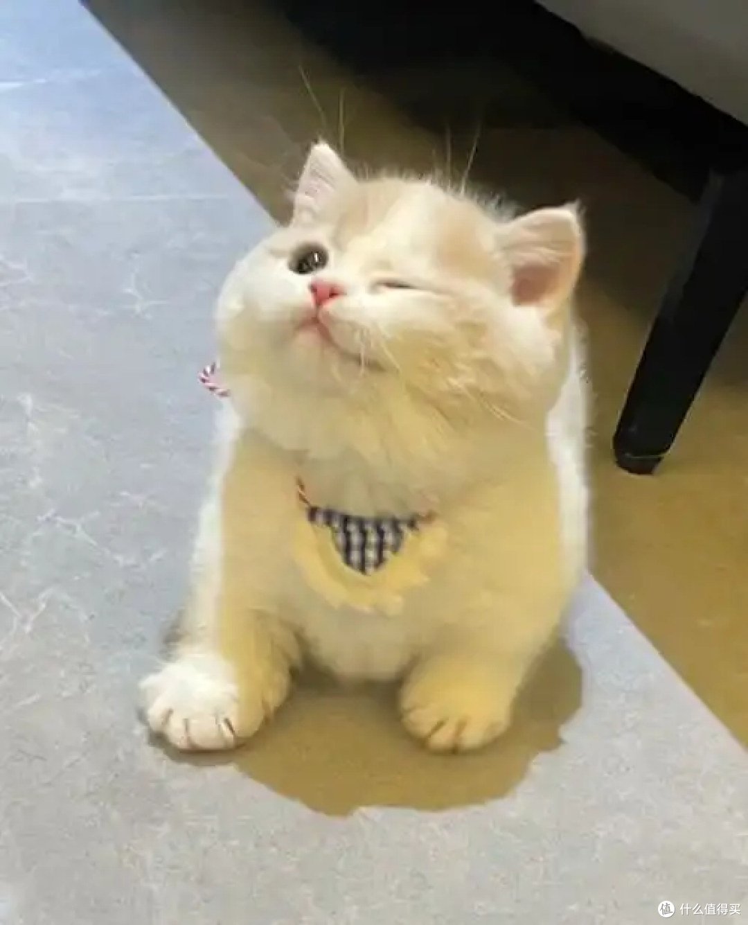 猫咪呕吐、吐黄水怎么办？