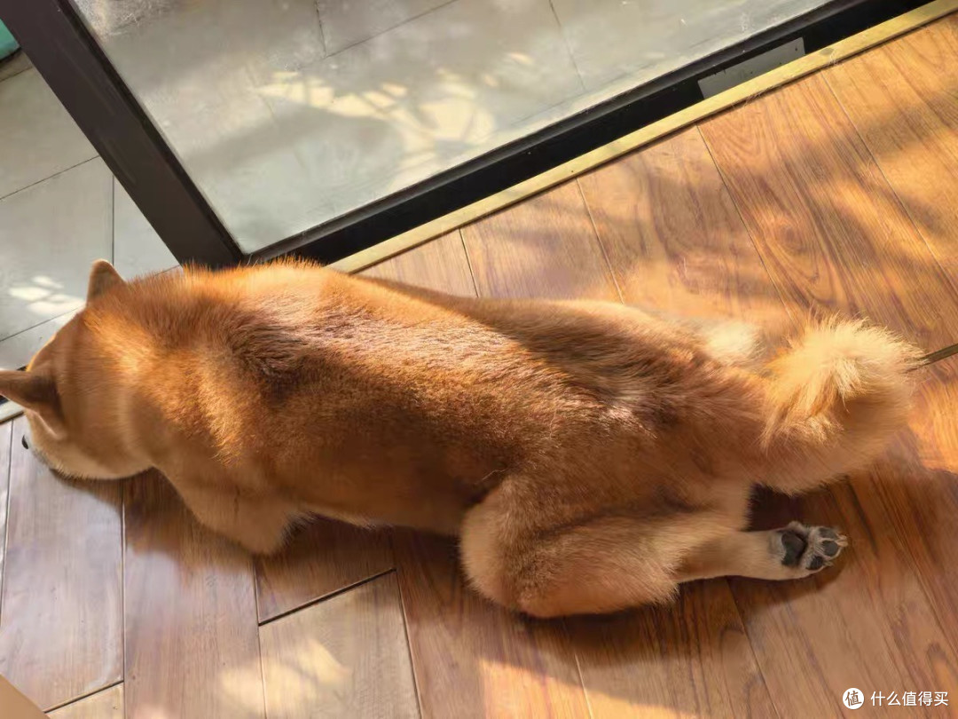 麦富迪BARF霸弗犬粮:挑剔小狗的“真香”选择