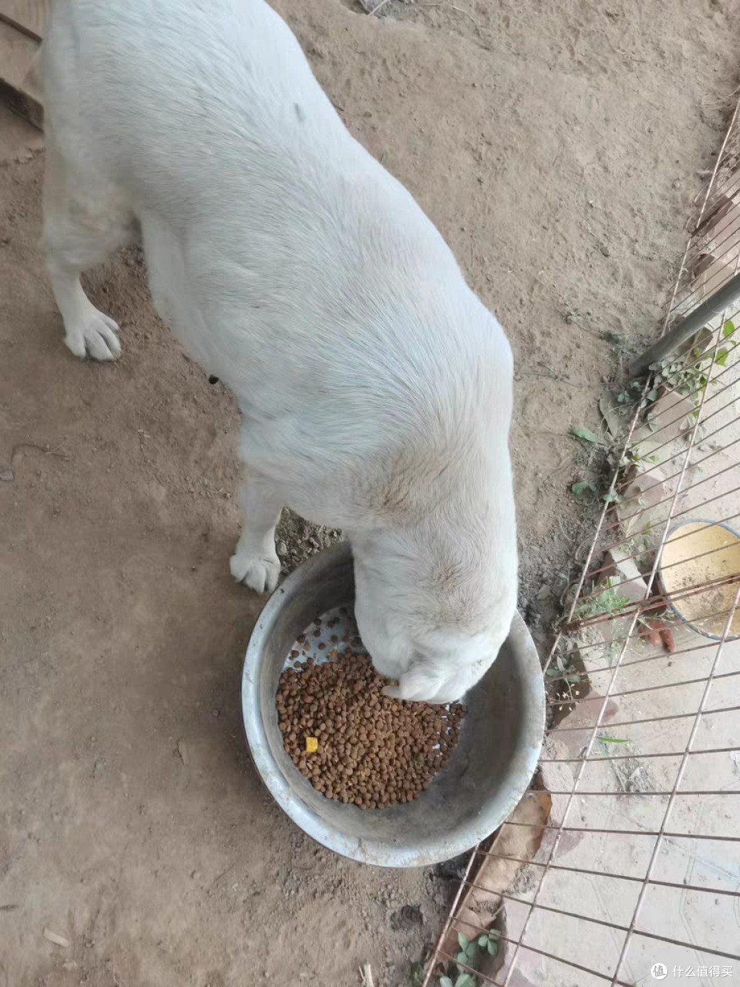 艾顿狗粮通用型40斤装适用大型犬