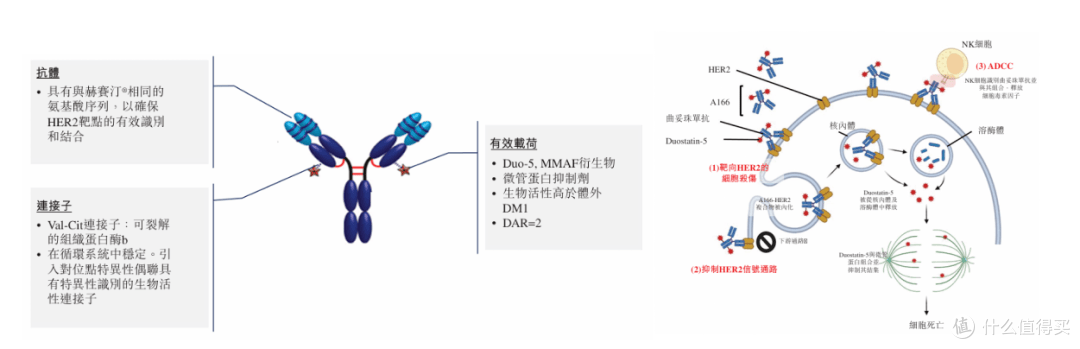 ESMO启示录 | HER2 ADC博度曲妥珠单抗的“错位争锋”
