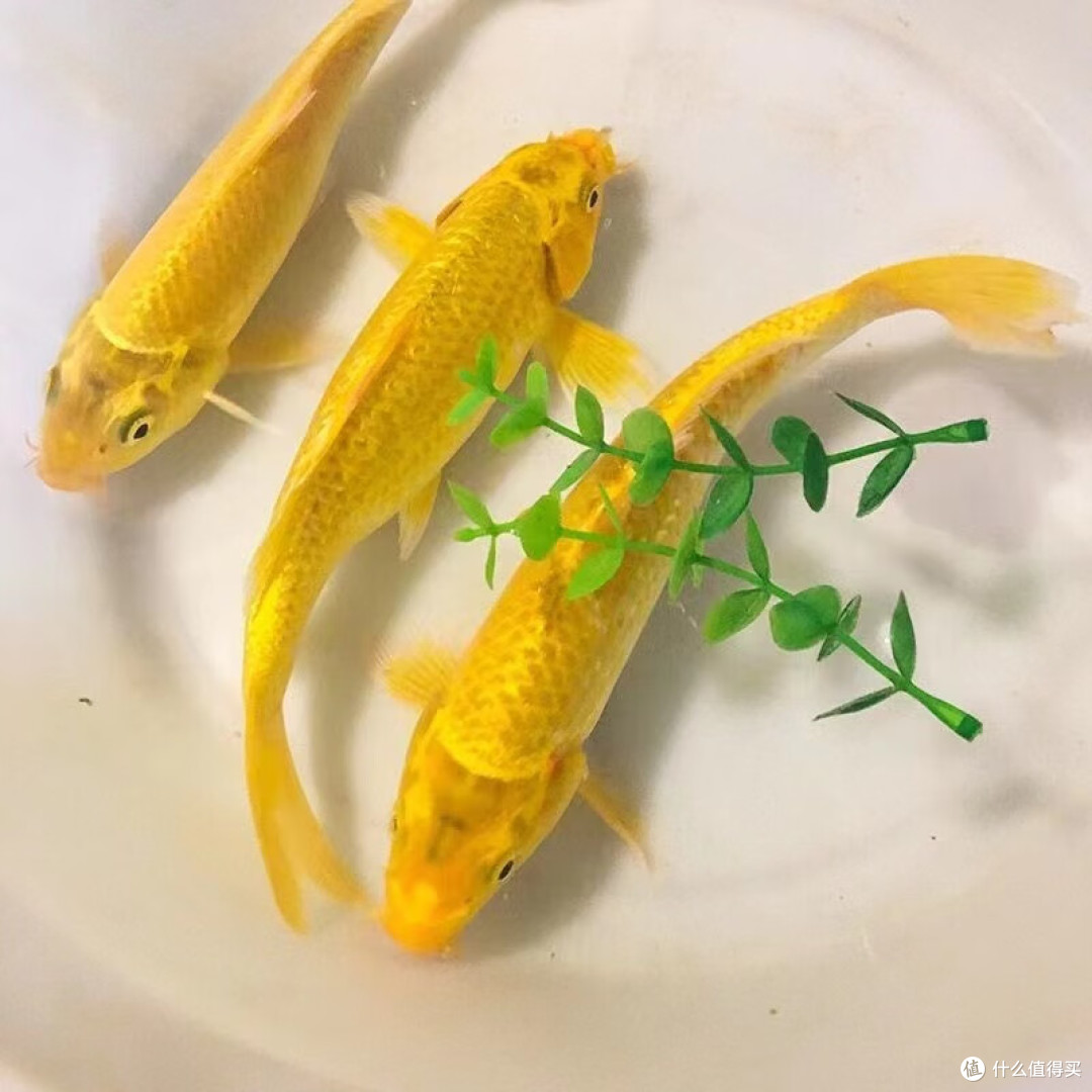 无论新房还是二手房乔迁,都要注意“3送3不送”,来自长辈的叮嘱
