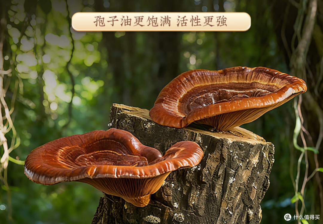国内灵芝孢子油哪个好?畅销十大排名帮你选!