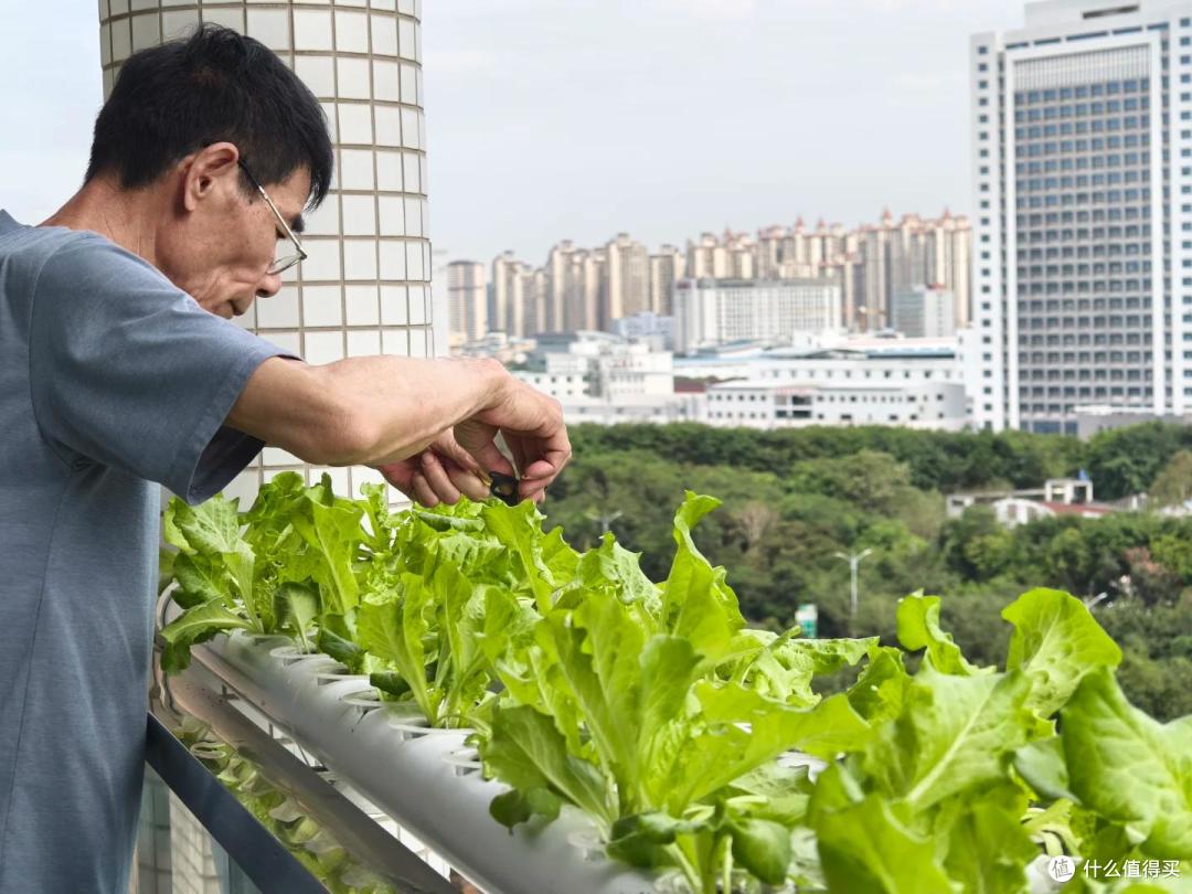 小伙阳台种甘蔗、青菜，实现“现摘现吃自由”：这才是顶配的快乐