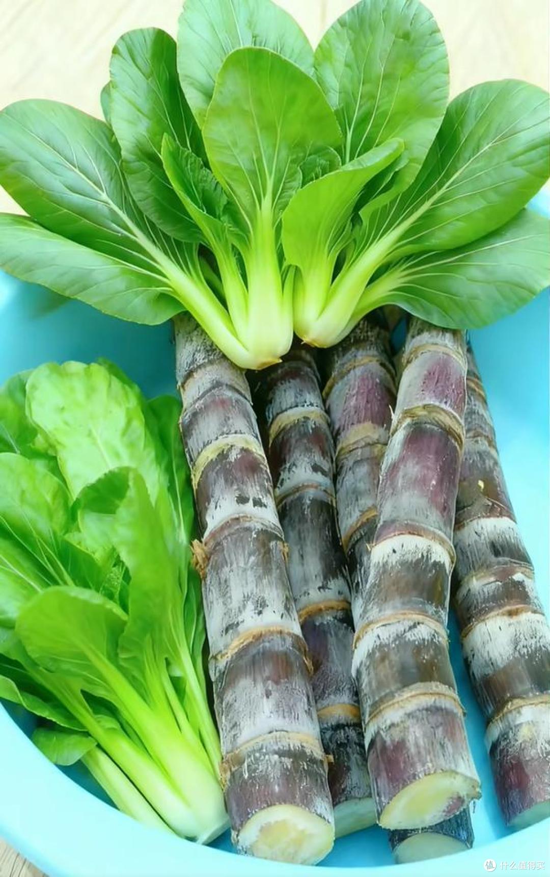 小伙阳台种甘蔗、青菜，实现“现摘现吃自由”：这才是顶配的快乐