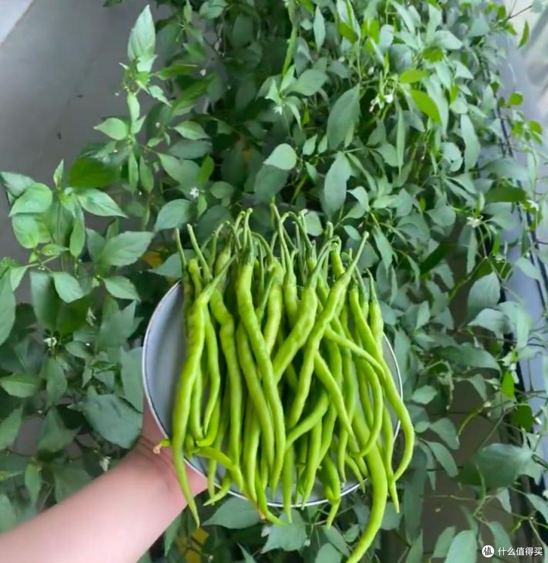 小伙阳台种甘蔗、青菜，实现“现摘现吃自由”：这才是顶配的快乐