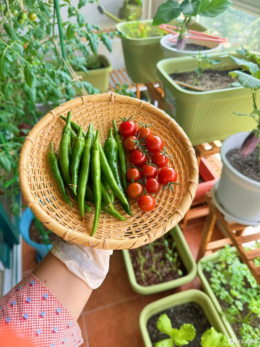 小伙阳台种甘蔗、青菜，实现“现摘现吃自由”：这才是顶配的快乐