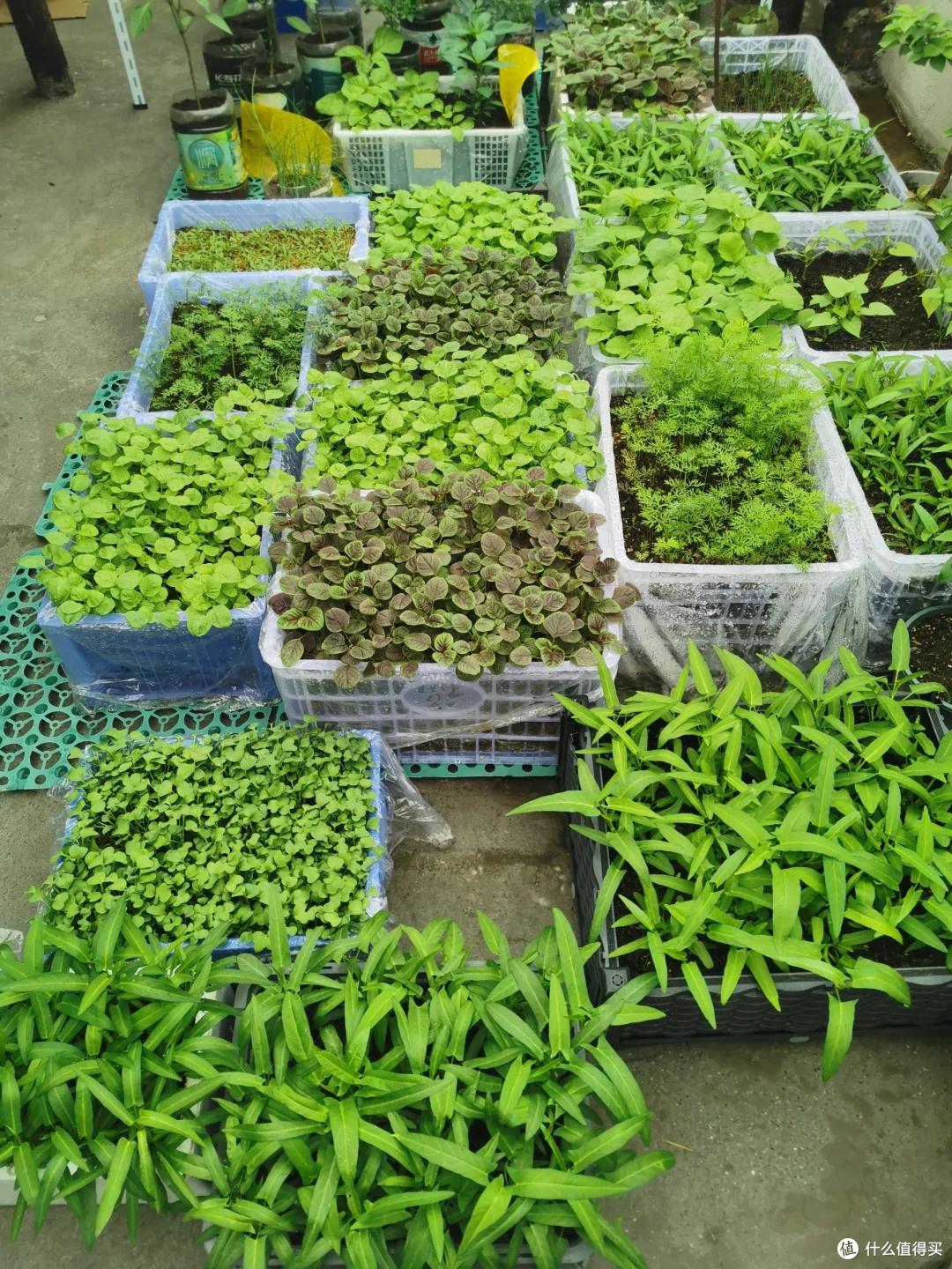 小伙阳台种甘蔗、青菜，实现“现摘现吃自由”：这才是顶配的快乐