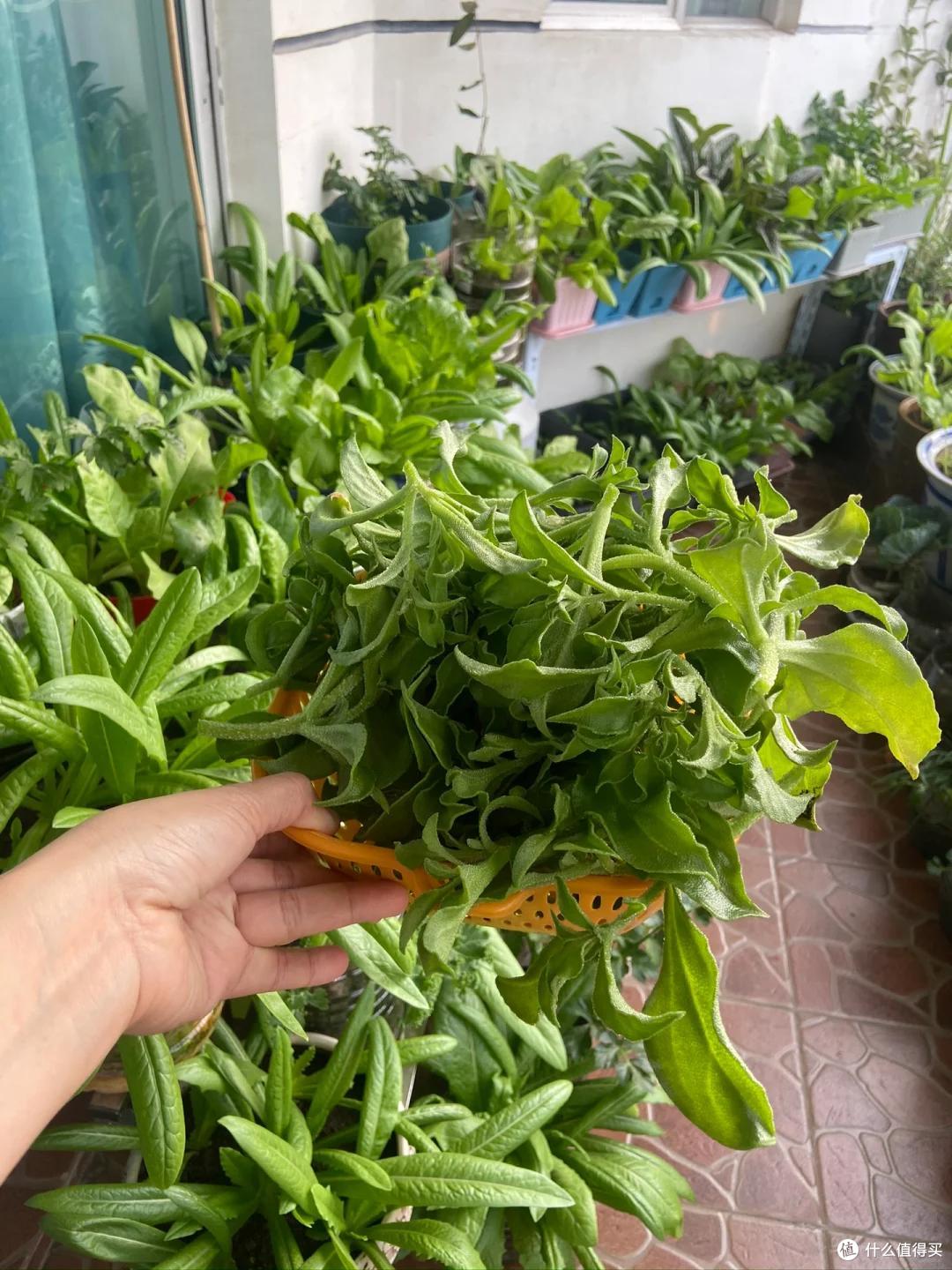 小伙阳台种甘蔗、青菜，实现“现摘现吃自由”：这才是顶配的快乐