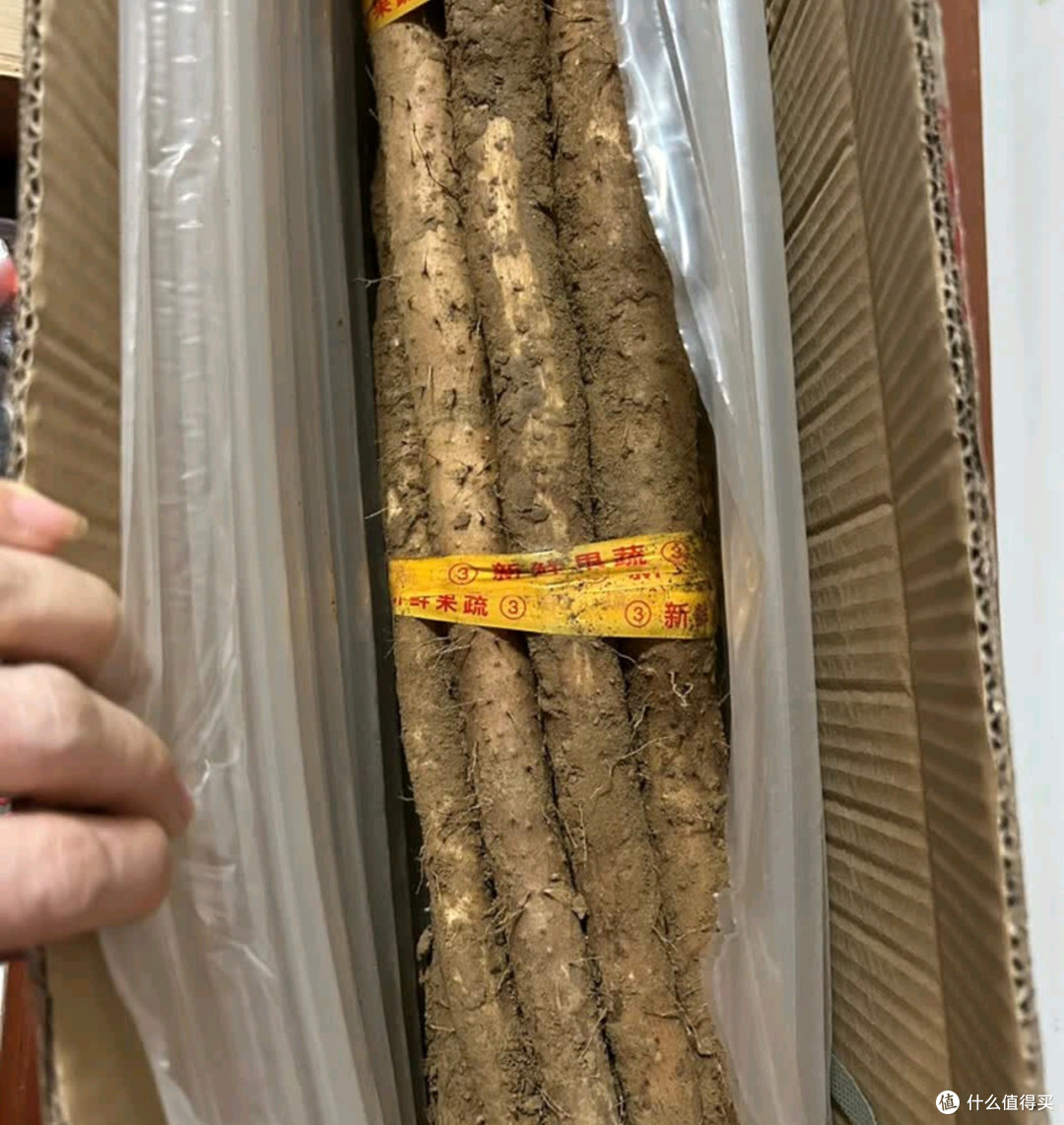 温县铁棍山药开箱实录