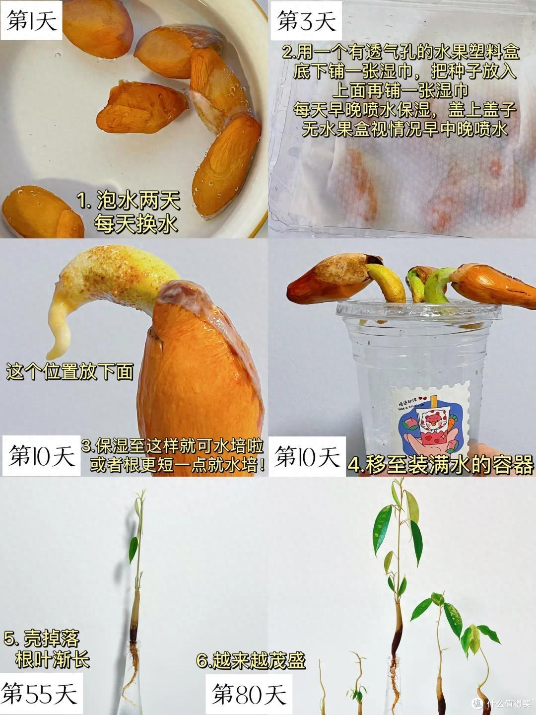 “水果核”别扔了，丢进花盆里，15天长成小森林，好美好治愈
