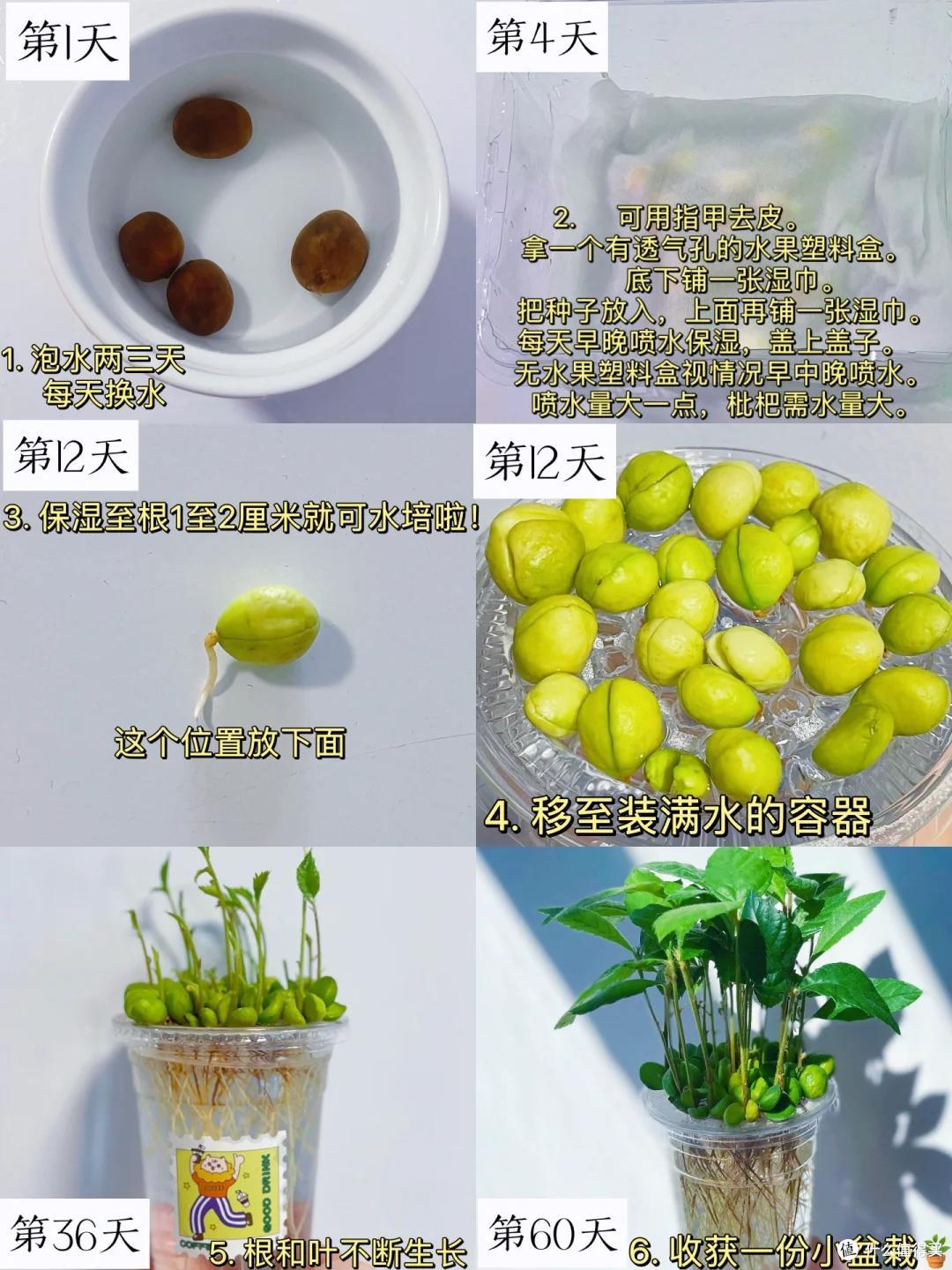 “水果核”别扔了，丢进花盆里，15天长成小森林，好美好治愈
