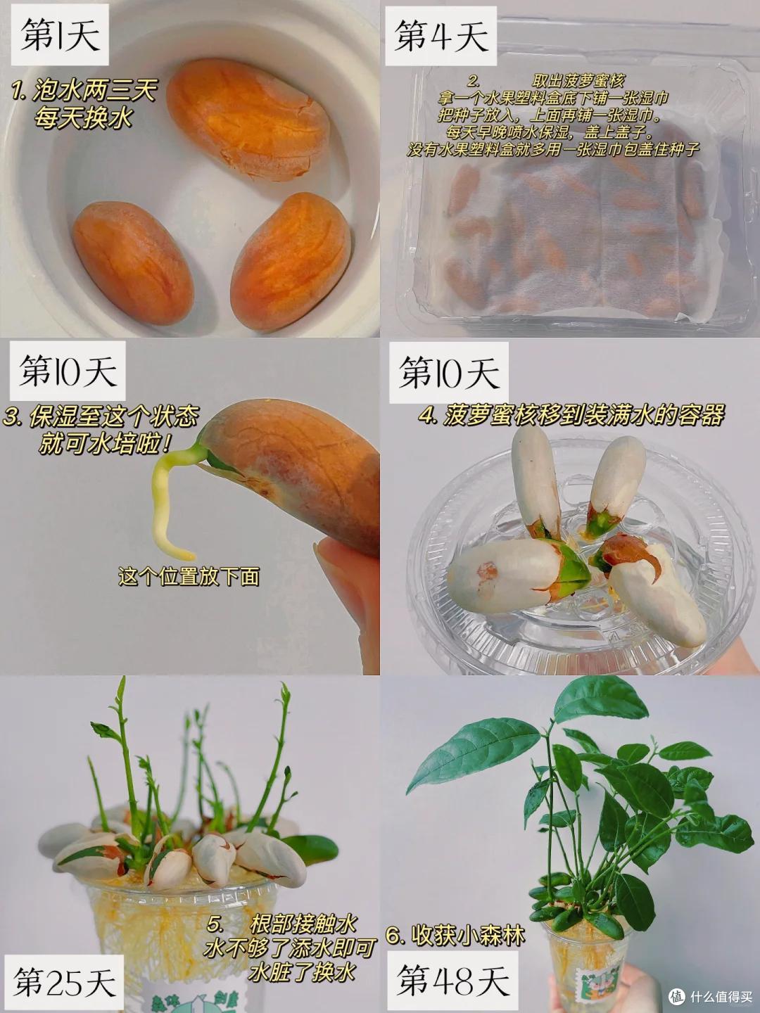 “水果核”别扔了，丢进花盆里，15天长成小森林，好美好治愈