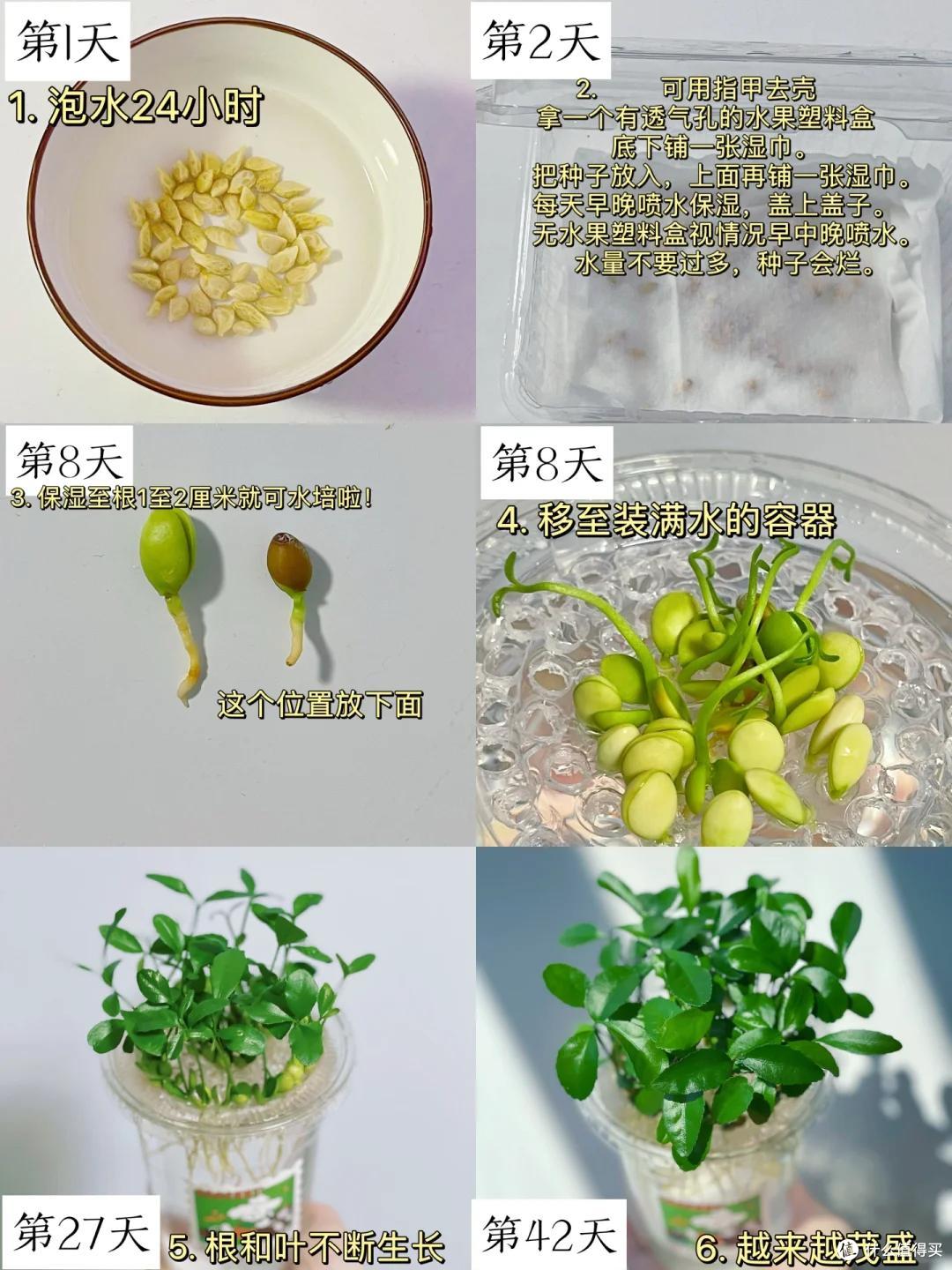 “水果核”别扔了，丢进花盆里，15天长成小森林，好美好治愈