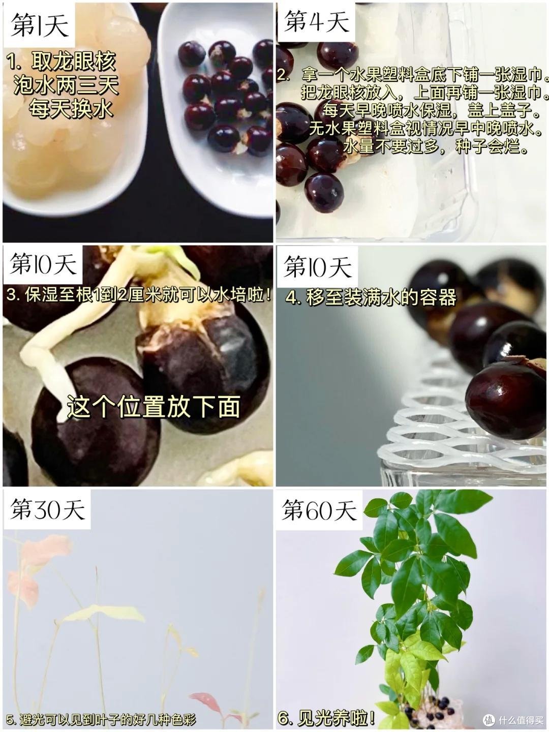 “水果核”别扔了，丢进花盆里，15天长成小森林，好美好治愈