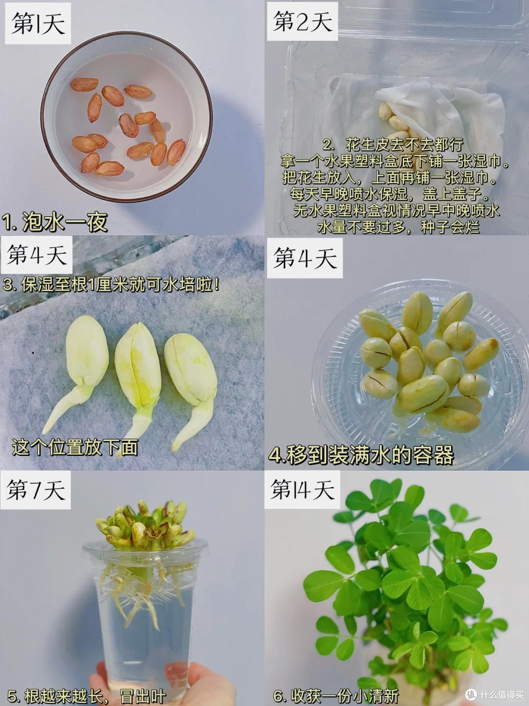 “水果核”别扔了，丢进花盆里，15天长成小森林，好美好治愈