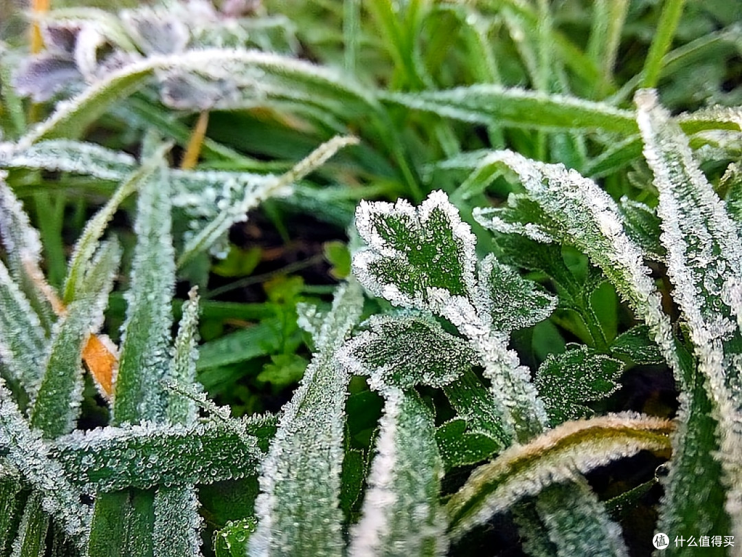 霜降节气各地特色习俗大揭秘