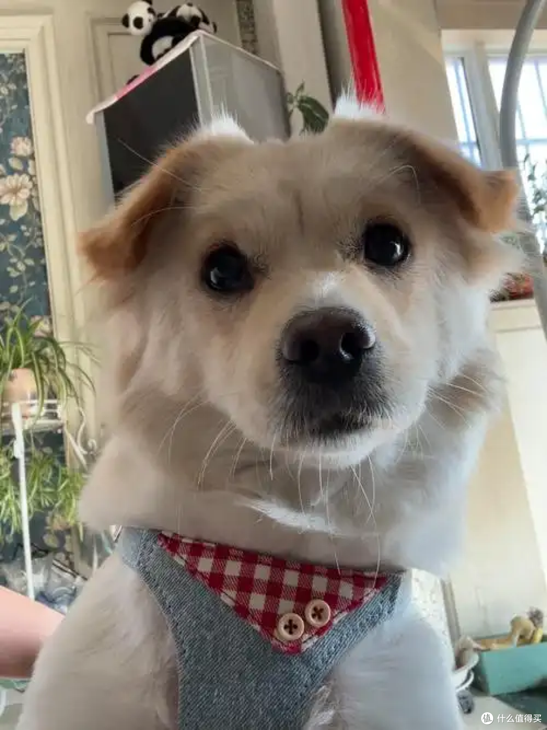 狗狗真的爱你的表现,是装不出来的!