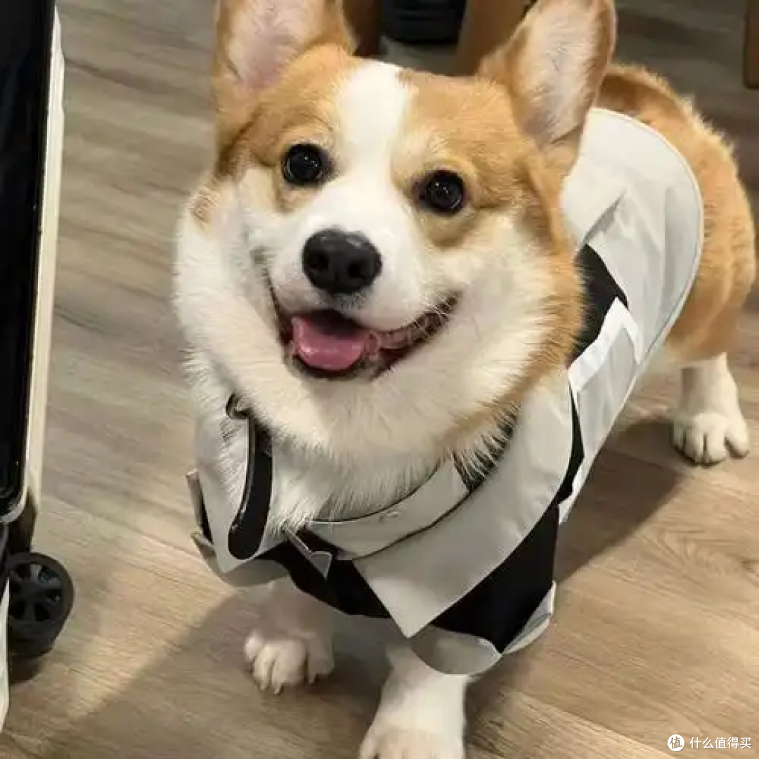 狗狗真的爱你的表现,是装不出来的!