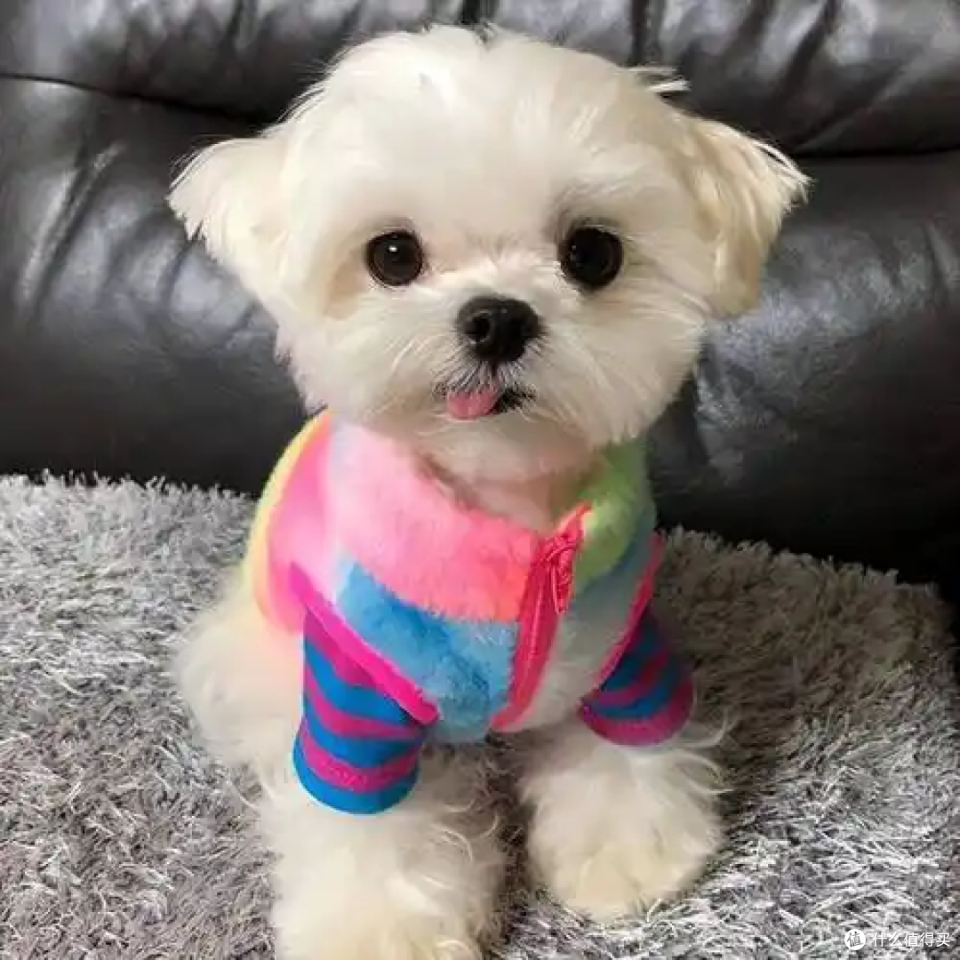 狗狗真的爱你的表现,是装不出来的!