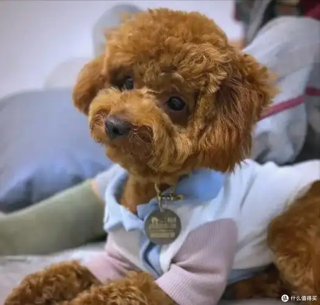 狗狗真的爱你的表现,是装不出来的!