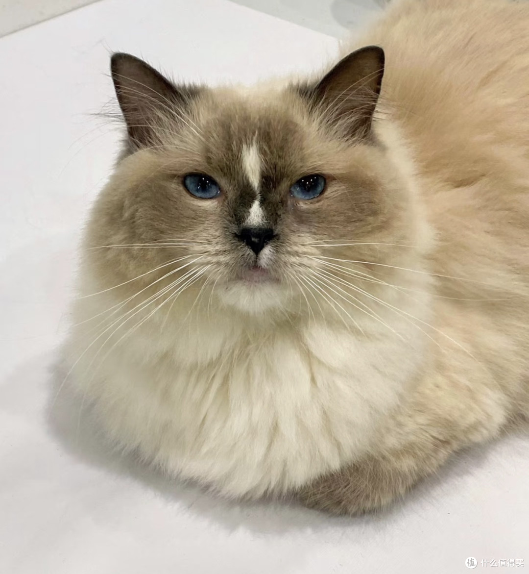 烘焙猫粮改善毛发脱落