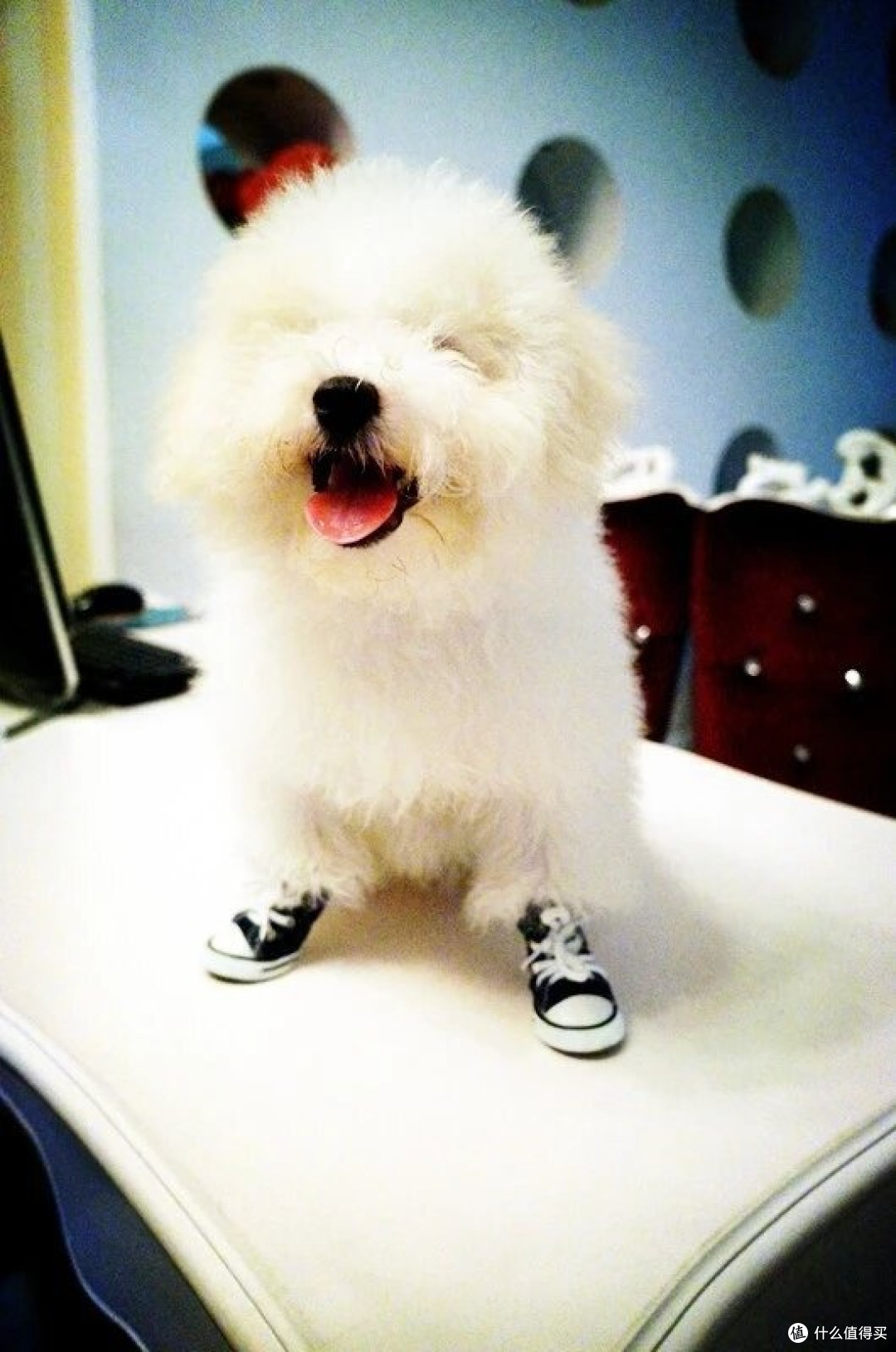 养狗攻略：选对犬种很重要！