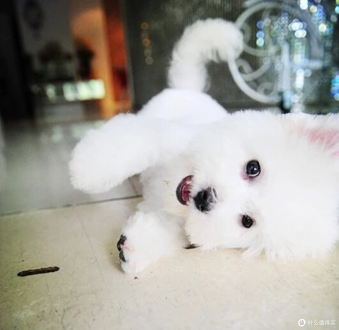 养狗攻略:选对犬种很重要!