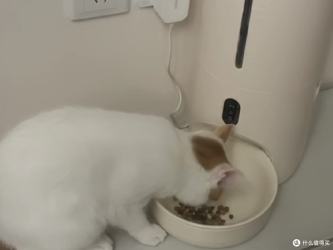 还得是自动喂食器啊!