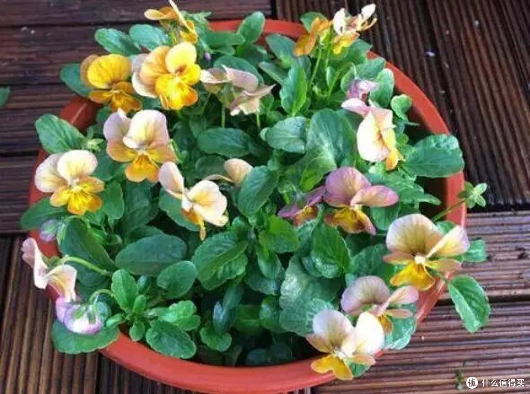 “花旺人不旺”,家里有这3种花,赶紧扔掉,很多人还不当回事儿