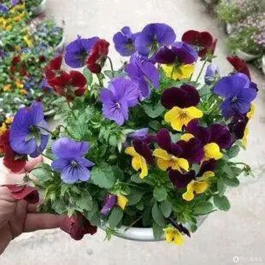 “花旺人不旺”,家里有这3种花,赶紧扔掉,很多人还不当回事儿