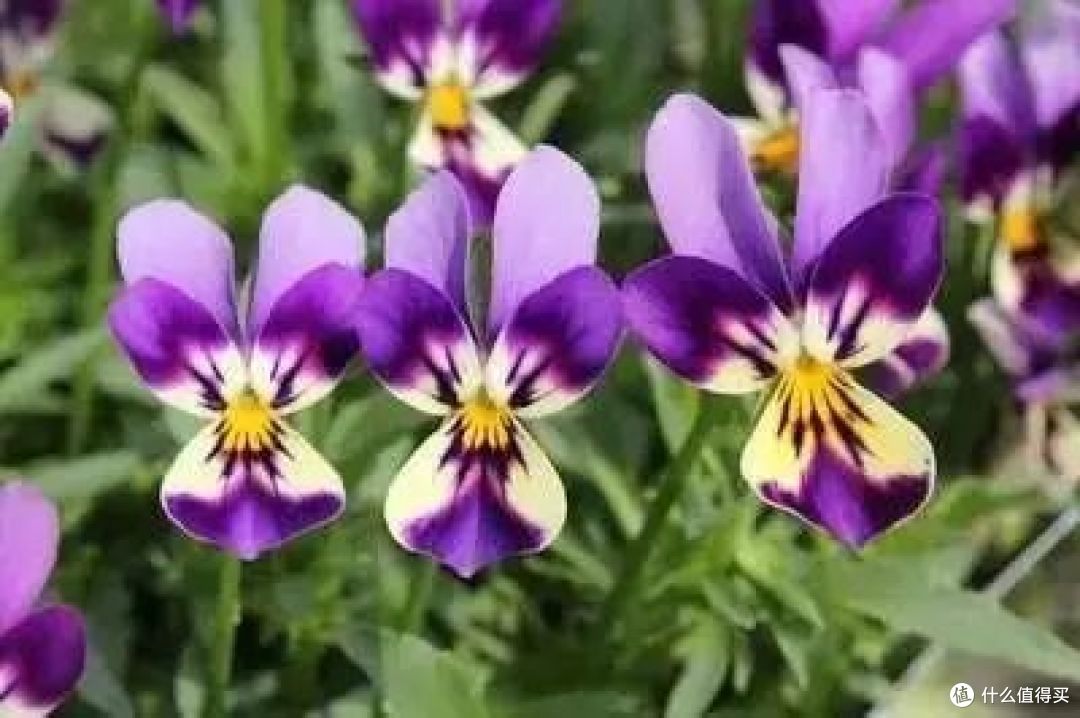 “花旺人不旺”,家里有这3种花,赶紧扔掉,很多人还不当回事儿