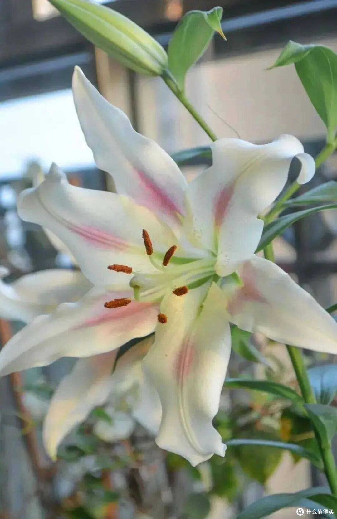 “花旺人不旺”,家里有这3种花,赶紧扔掉,很多人还不当回事儿