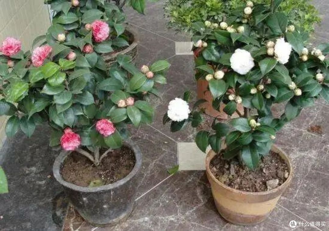 “花旺人不旺”,家里有这3种花,赶紧扔掉,很多人还不当回事儿